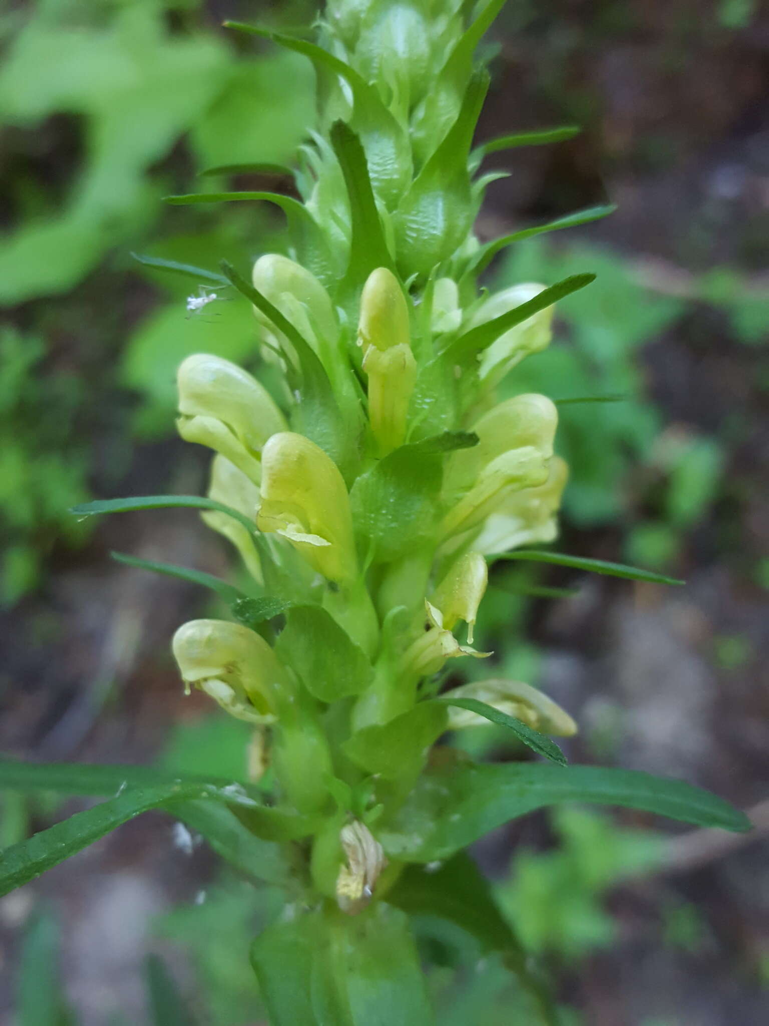 Imagem de Pedicularis bracteosa var. flavida (Pennell) Cronq.