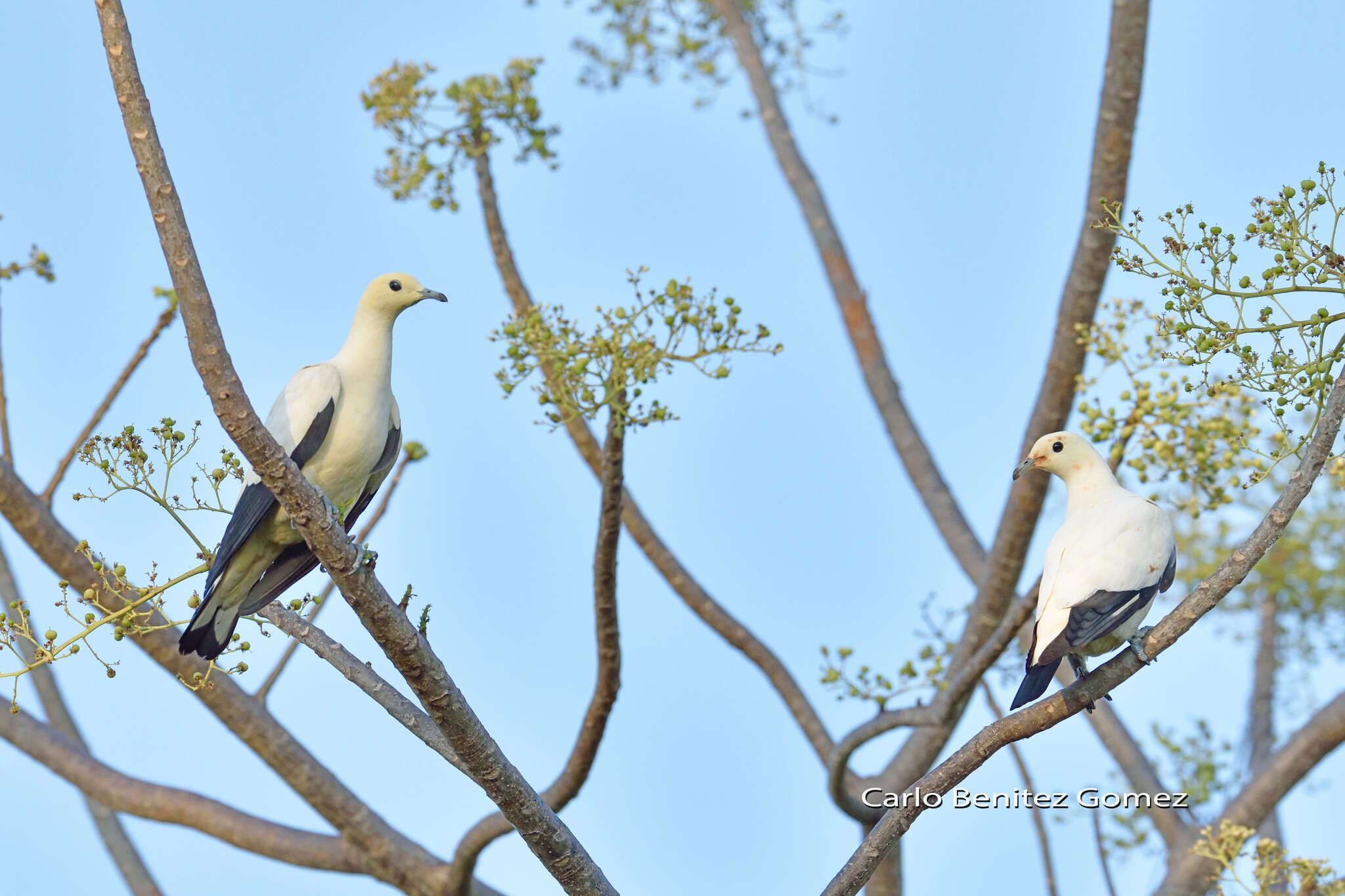 Image of Pied Imperial Pigeon