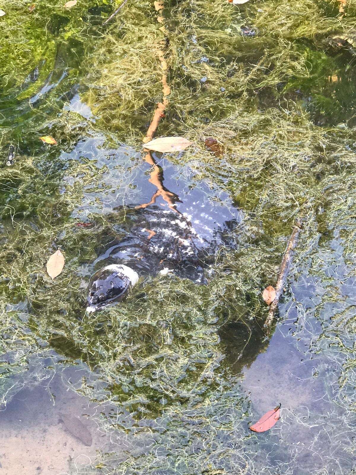 Image of Asiatic Softshell Turtle