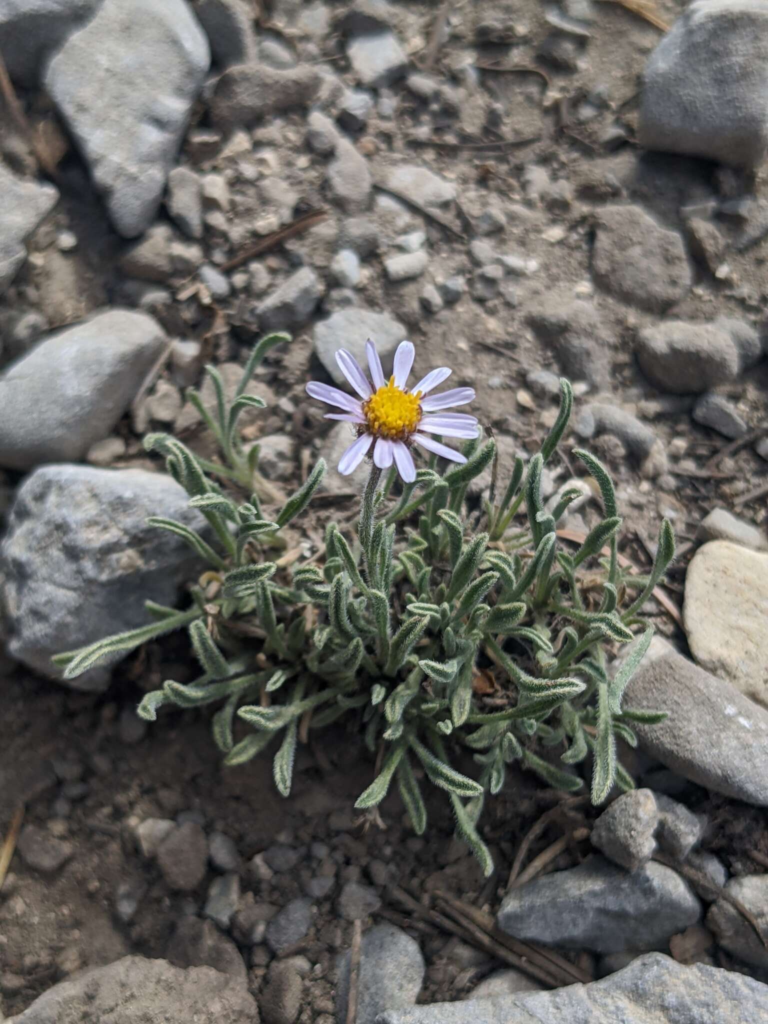 Image of Clokey's fleabane