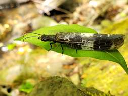 Слика од Nigronia fasciata (Walker 1853)