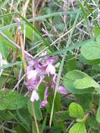 Anacamptis morio subsp. syriaca (E. G. Camus) H. Kretzschmar, Eccarius & H. Dietr.的圖片