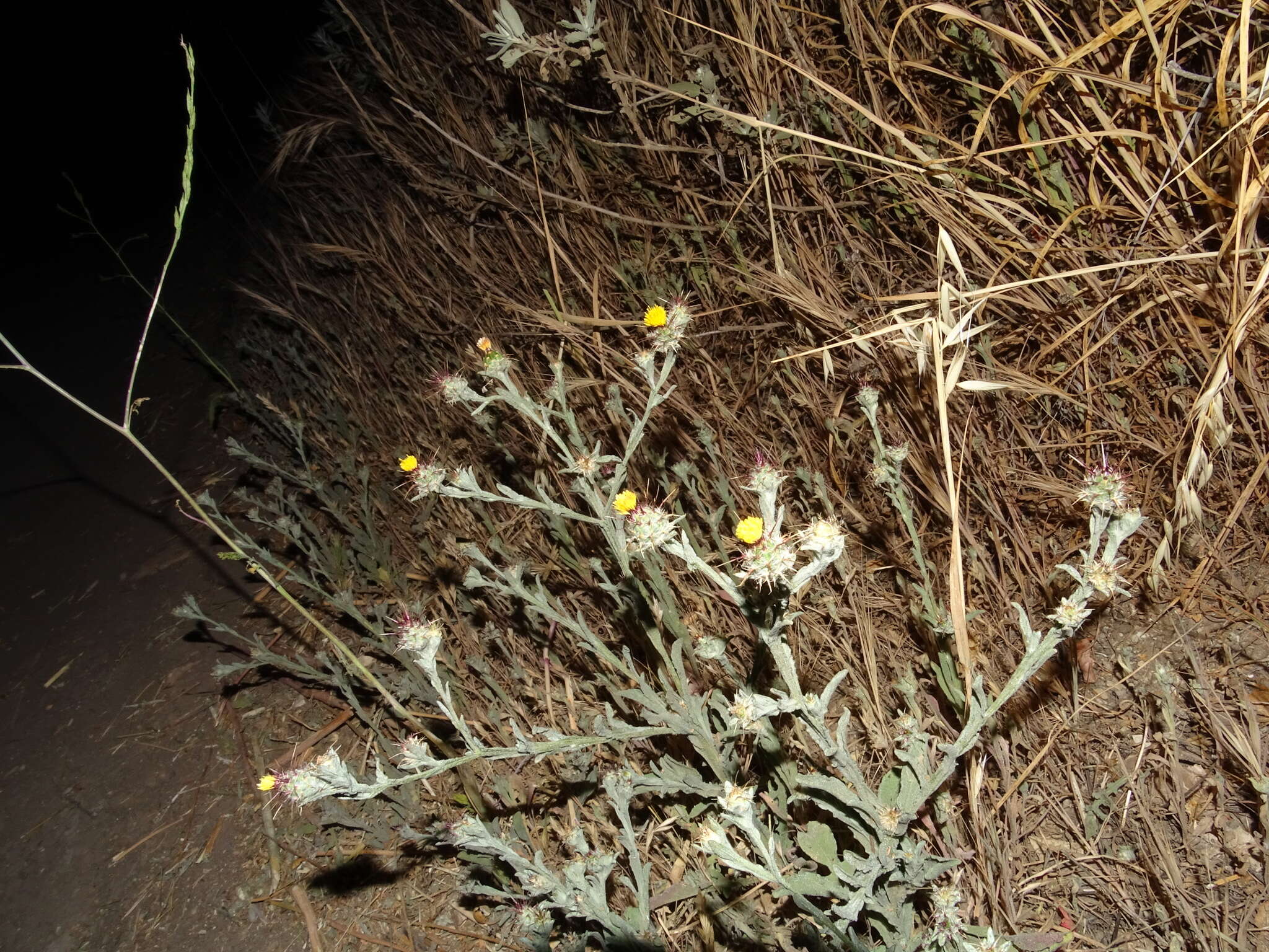 Imagem de Centaurea melitensis L.