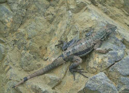 Image of Atacamen Pacific Iguana