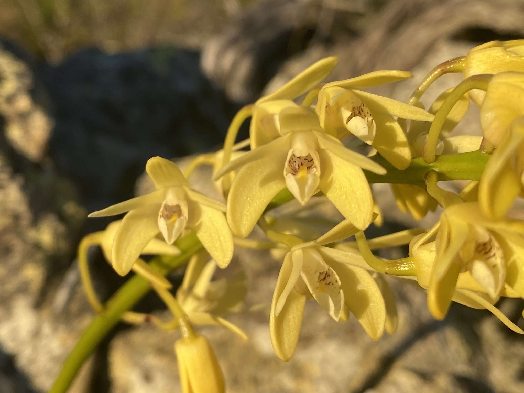 Imagem de Dendrobium speciosum var. pedunculatum Clemesha