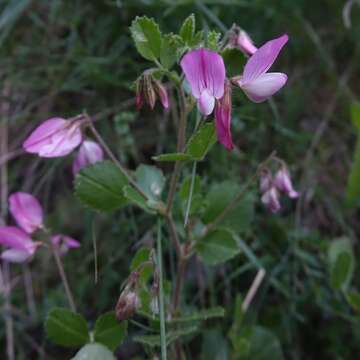 Image of Ononis rotundifolia L.