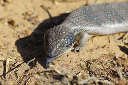 Image of Western blue-tongued lizard