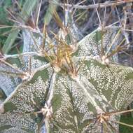 Imagem de Astrophytum ornatum (DC.) Britton & Rose