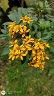 Tagetes nelsonii Greenm. resmi