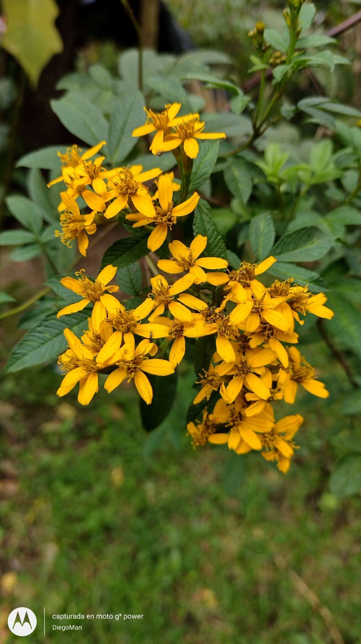 Tagetes nelsonii Greenm. resmi