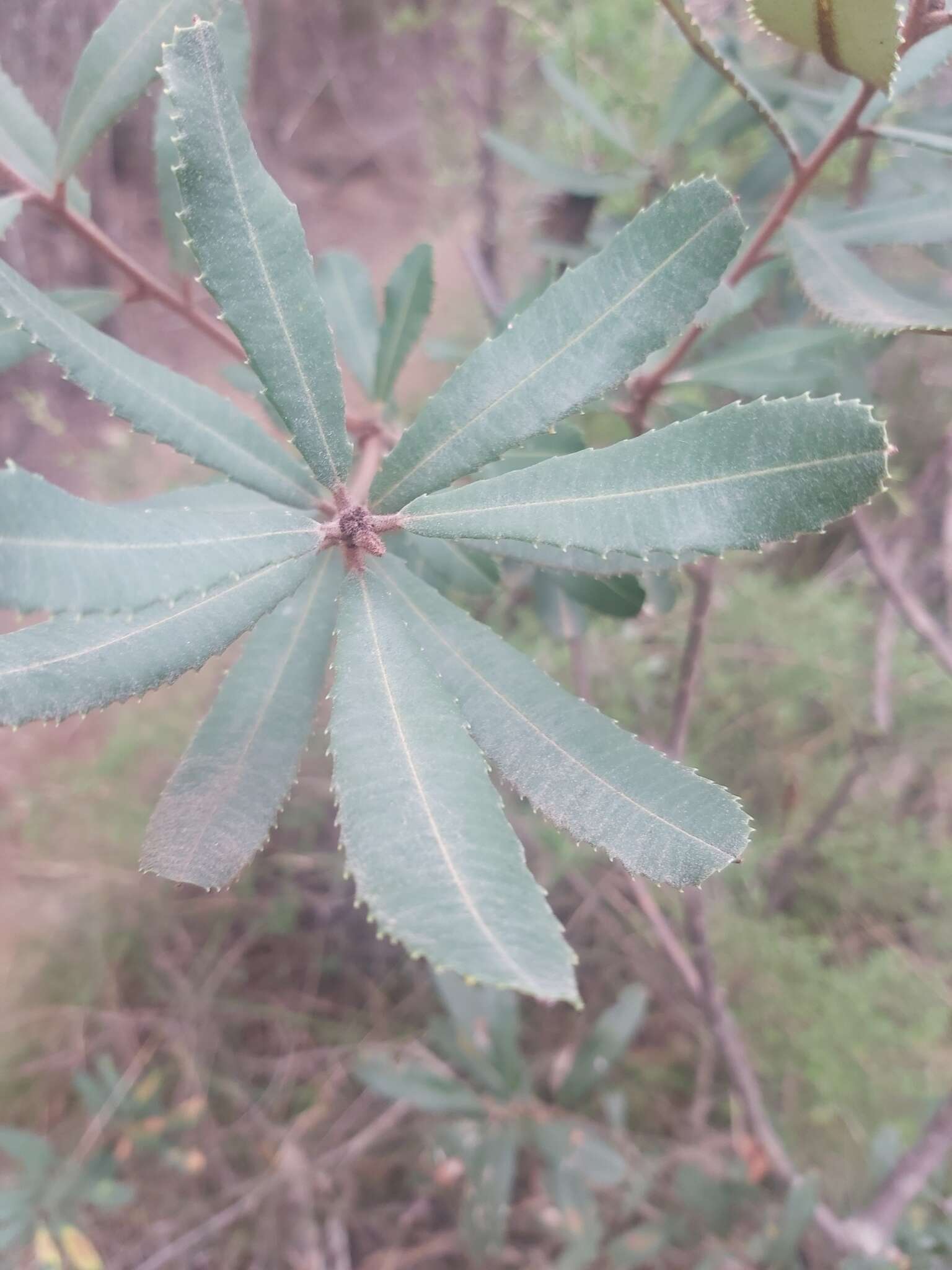 Image of Banksia oblongifolia Cav.