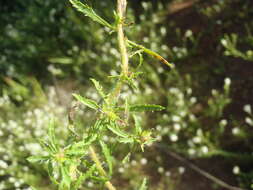 Image of Dischisma ciliatum subsp. erinoides (L. fil.) Rössl.