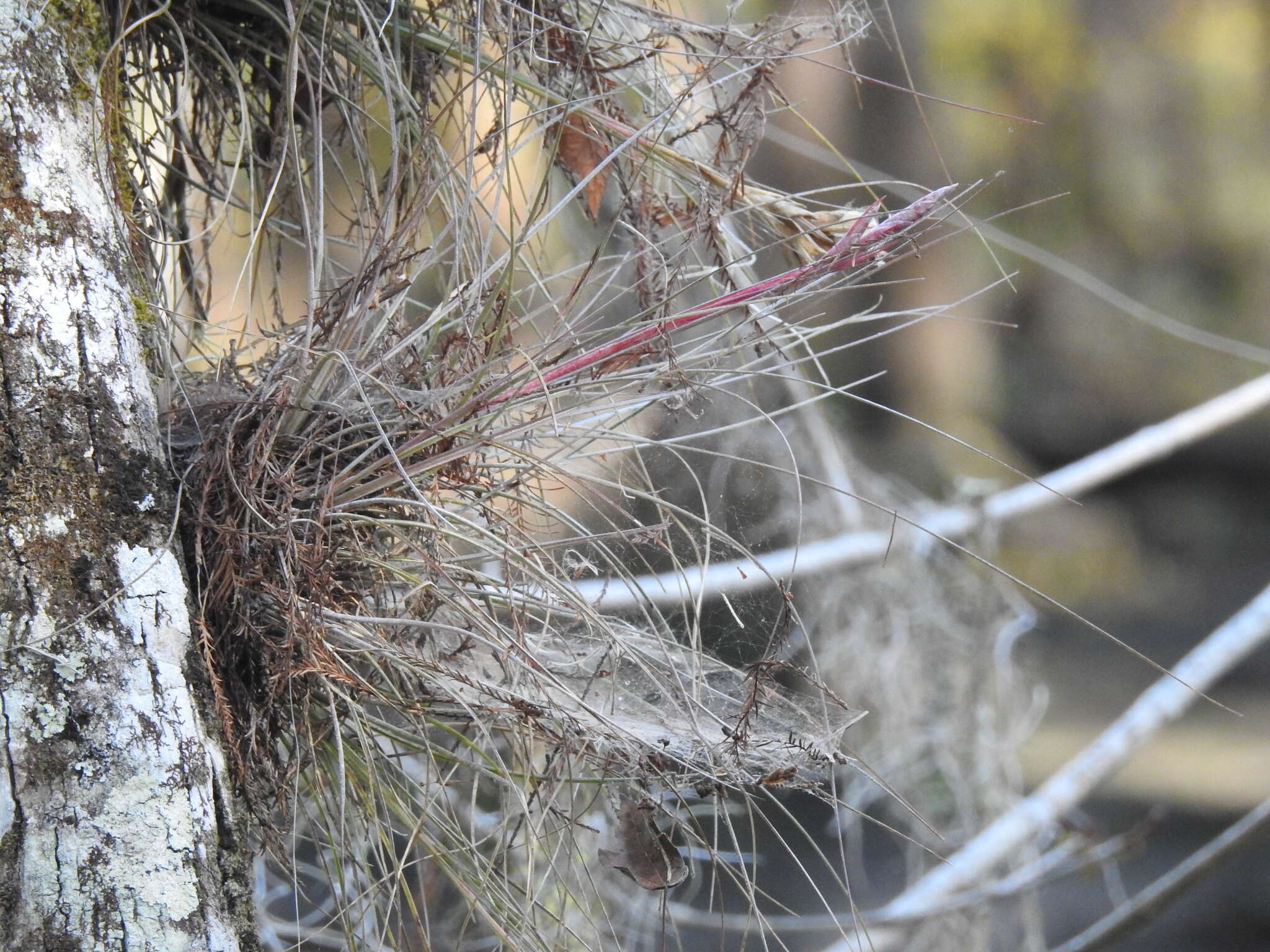 Image of Bartram's airplant