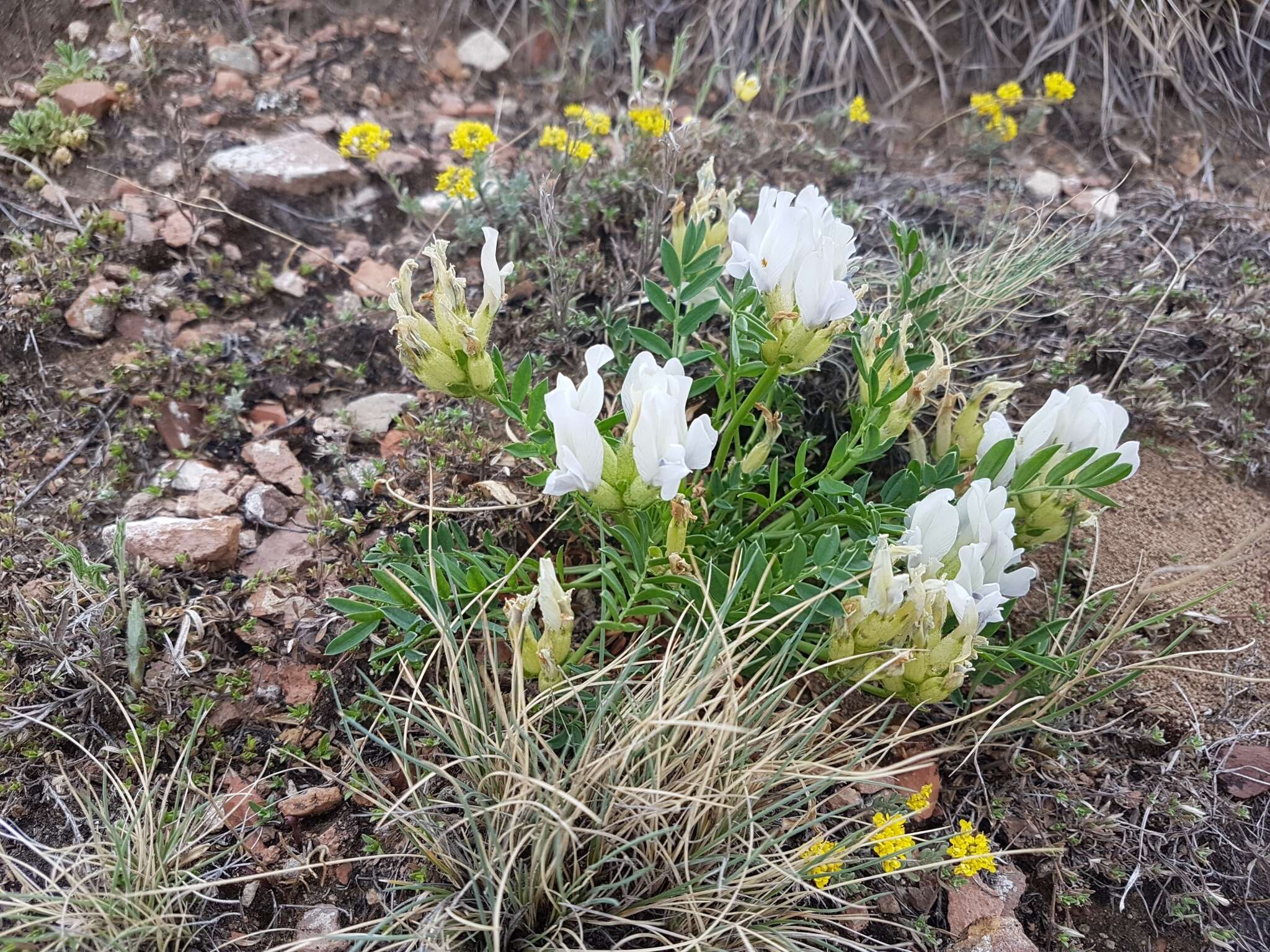 Image de Oxytropis caespitosa (Pall.) Pers.