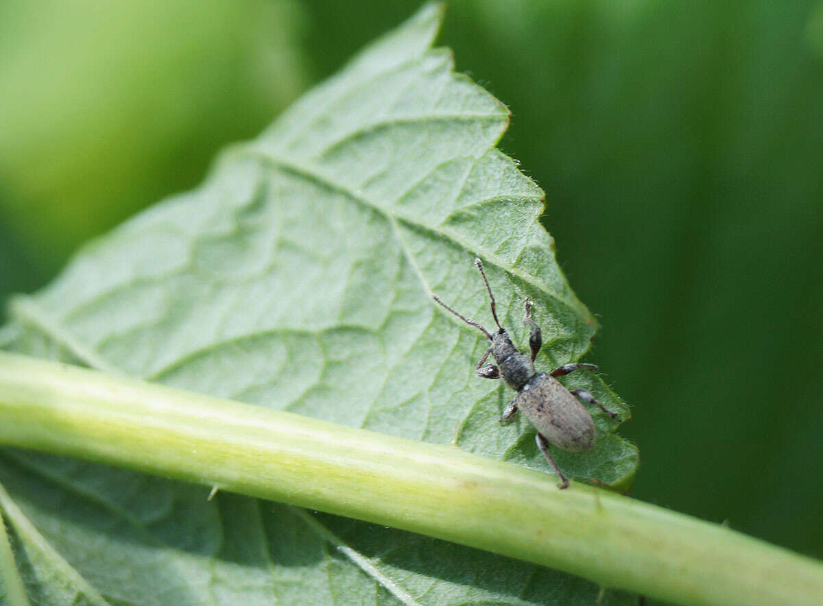 صورة Phyllobius (Pterygorrhynchus) contemptus Schoenherr 1832