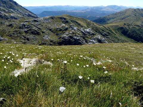 Image of Gentianella vernicosa (Cheeseman) T. N. Ho & S. W. Liu