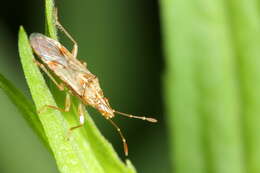 Image of sycamore seed bug