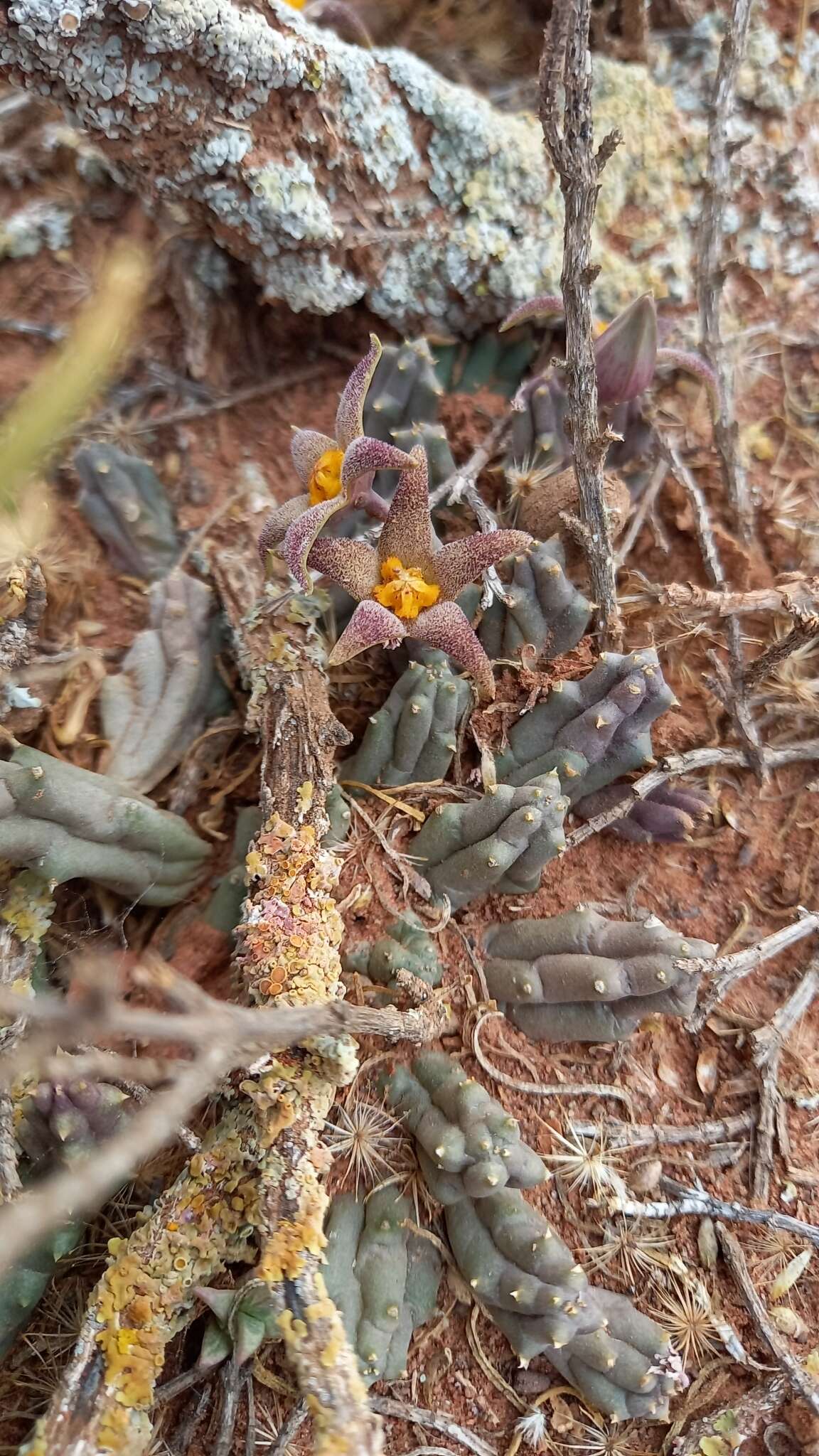 Ceropegia geminata subsp. geminata的圖片