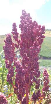 Image of quinoa