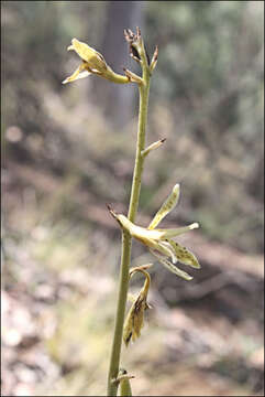 Imagem de Dipodium interaneum