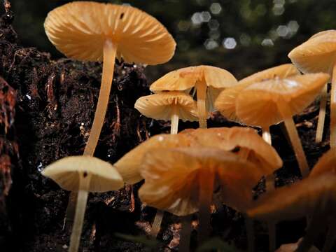 Image de Omphalina wellingtonensis G. Stev. 1964