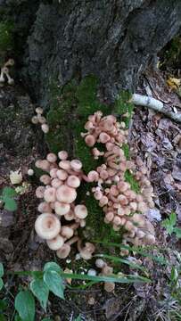 Image of Armillaria borealis Marxm. & Korhonen 1982