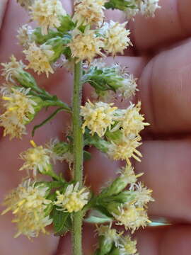 Solidago bicolor L. resmi