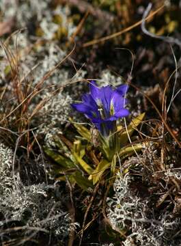 Image de Gentiana grandiflora Laxm.