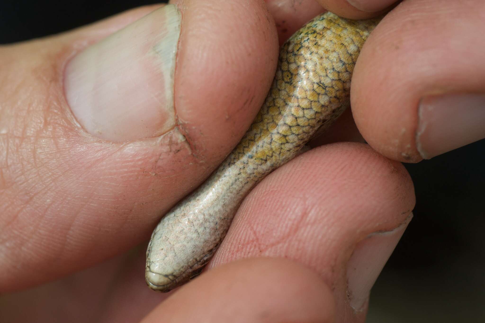 Image of common New Zealand skink