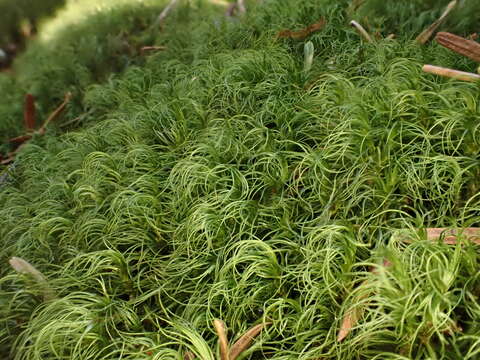 Image of longleaf paraleucobryum moss