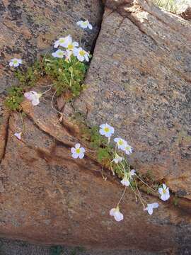 Image of Oxalis obtusa Jacq.