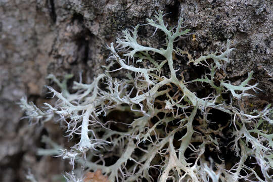 Image of Anaptychia ciliaris (L.) Körb.