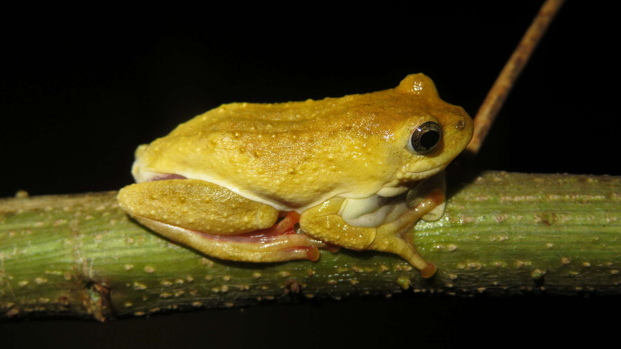 Image of Hyperolius glandicolor Peters 1878