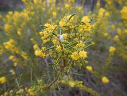 Image of Acacia enterocarpa R. V. Sm.