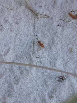 Image of Lasius xerophilus MacKay & MacKay 1994