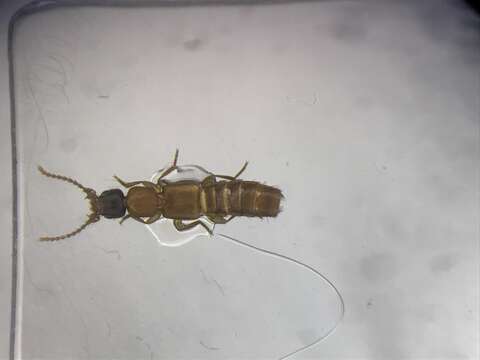 Image of Rove beetle