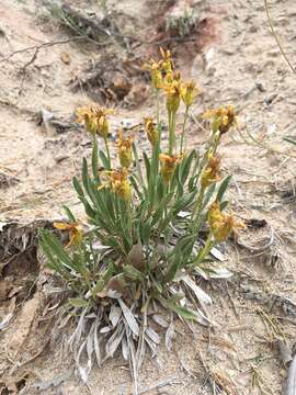 Image of thrift mock goldenweed