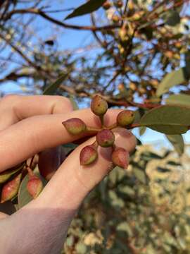 Plancia ëd Eucalyptus drummondii Benth.