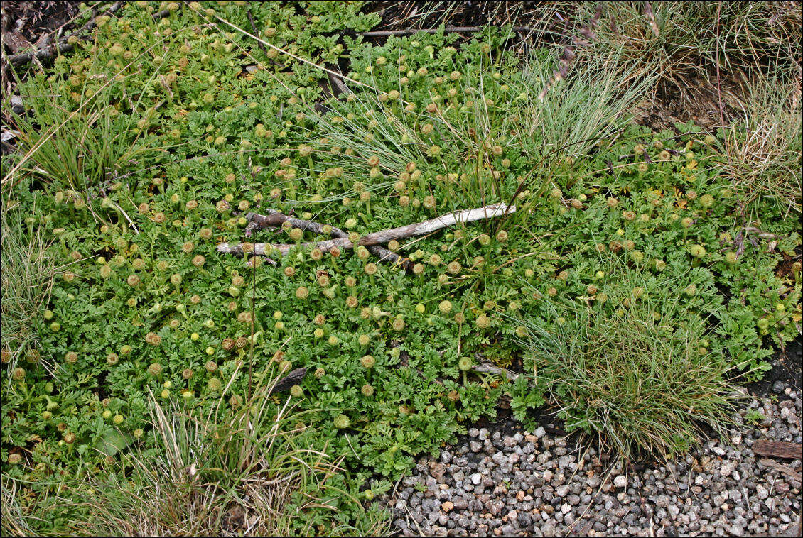 Image of Leptinella filicula (Hook. fil.) Hook. fil.