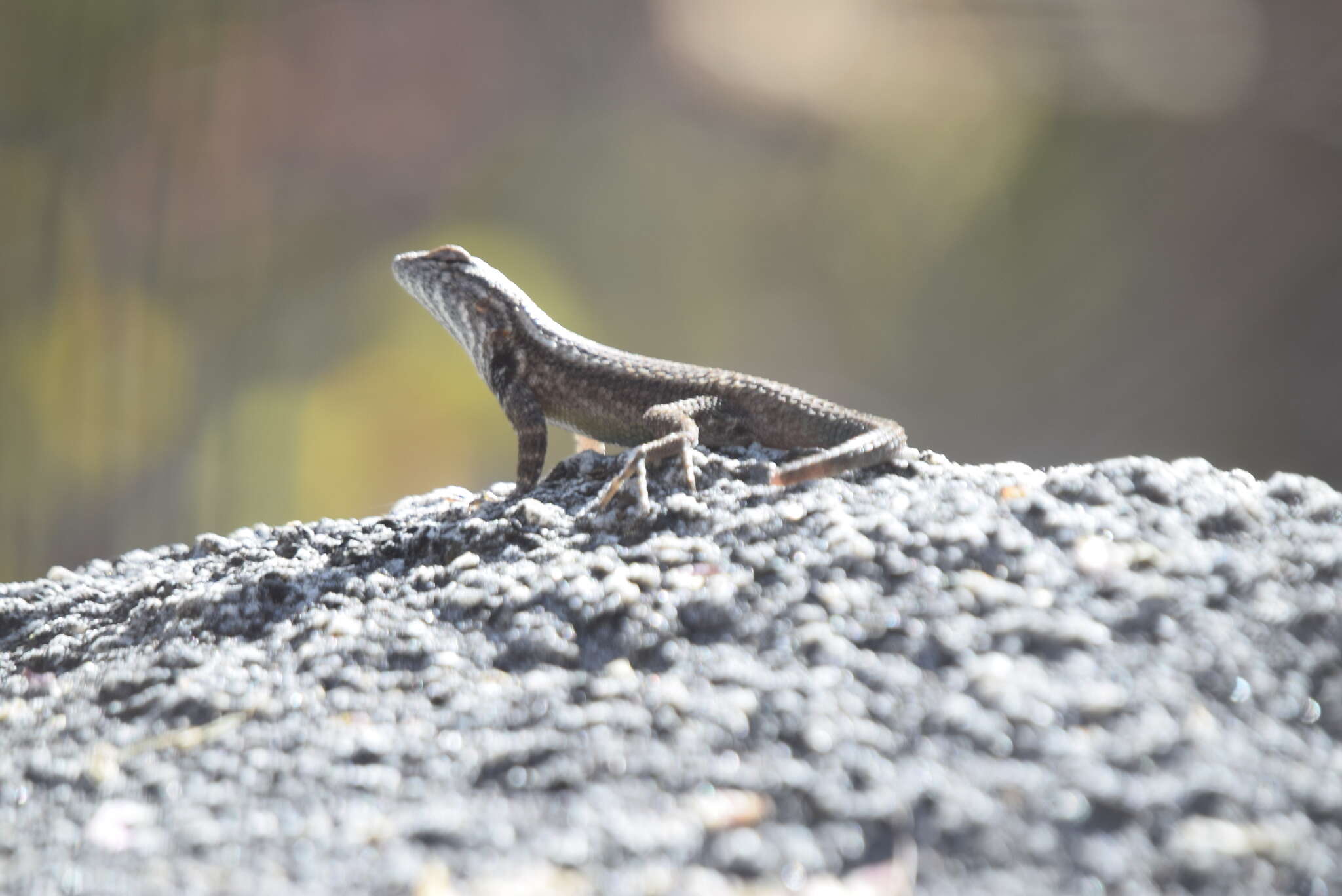 Plancia ëd Sceloporus licki Van Denburgh 1895