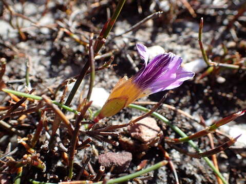 Image of Romulea atrandra var. esterhuyseniae M. P. de Vos