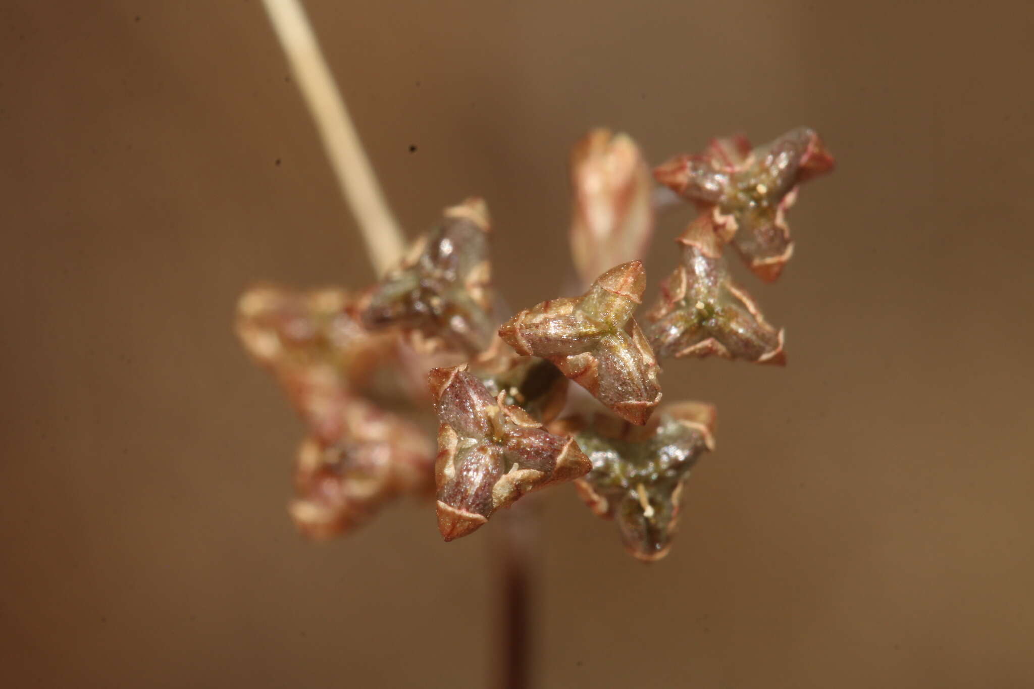 Image of Allium tardans Greuter & Zahar.