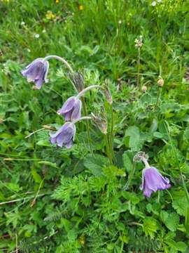 Image of Pulsatilla violacea Rupr.