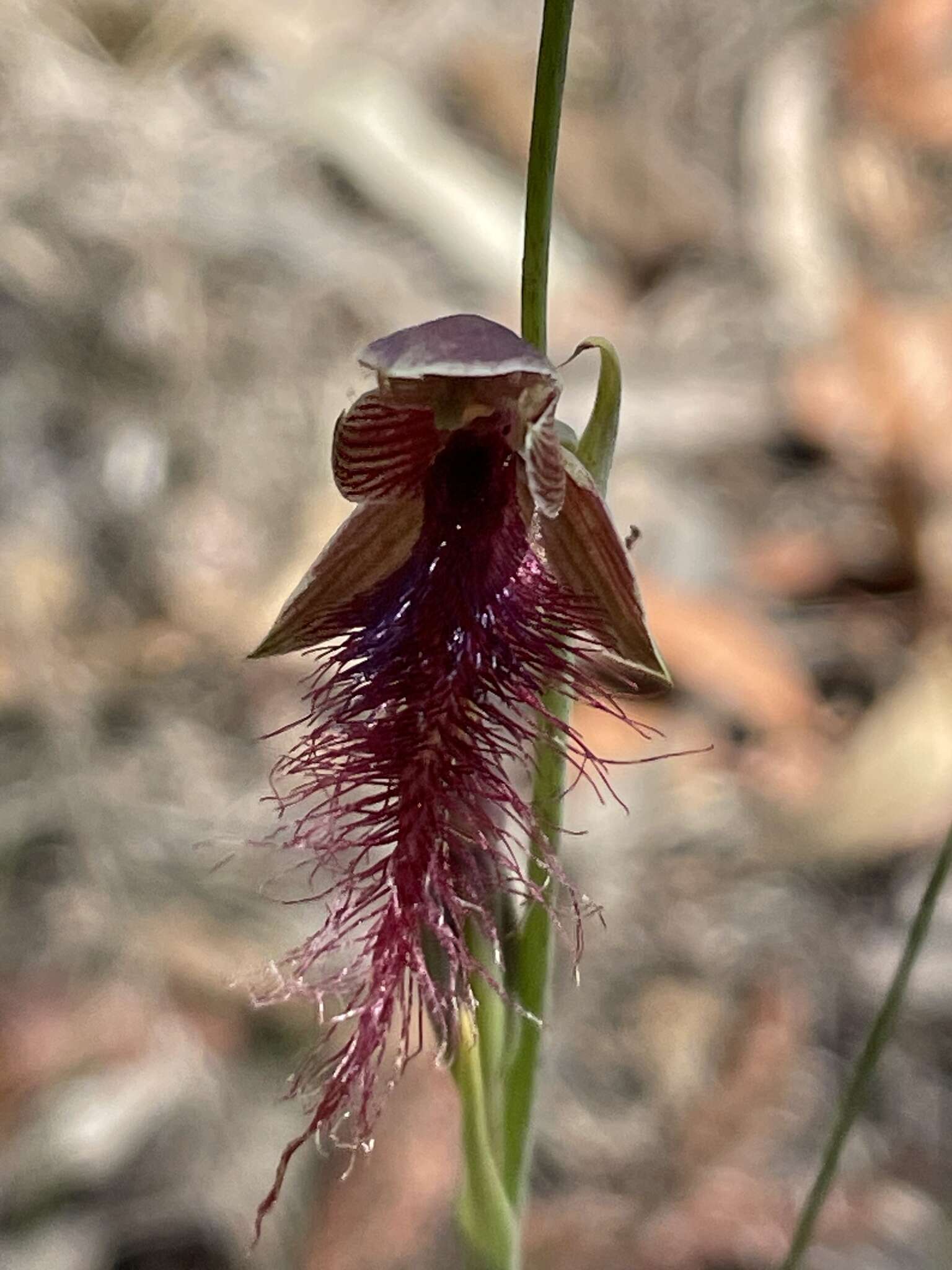 Calochilus gracillimus Rupp的圖片