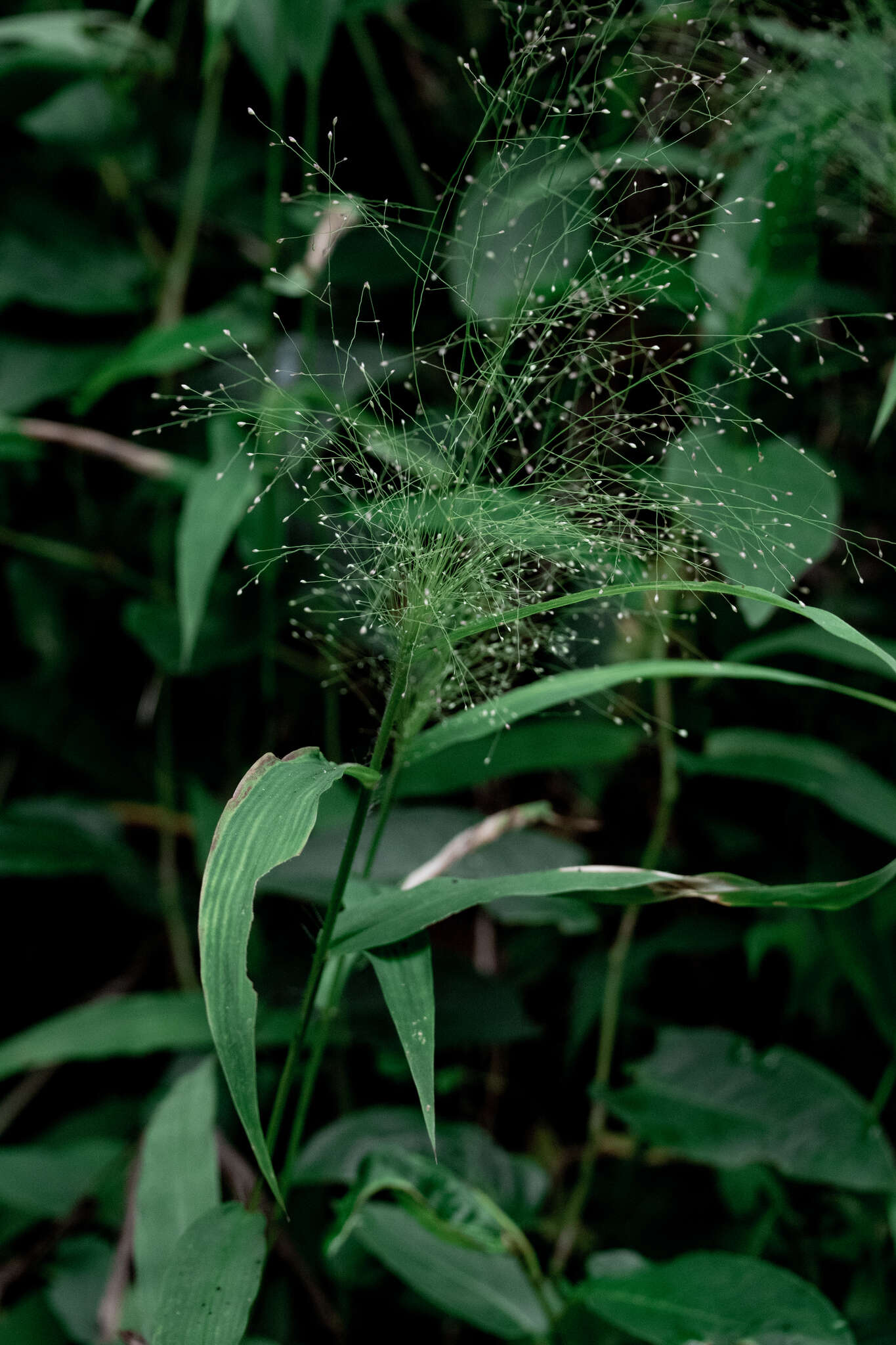 Plancia ëd Cyrtococcum patens var. latifolium (Honda) Ohwi