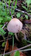 Image de Coprinellus impatiens (Fr.) J. E. Lange 1938