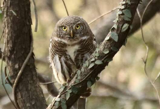 Image of Asian Barred Owlet