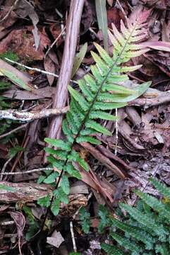 Image of Kunth's hacksaw fern