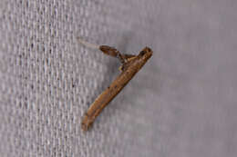 Sivun Caloptilia sassafrasella (Chambers 1876) kuva