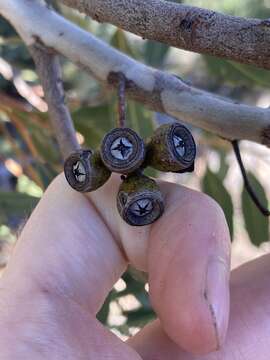 Image of Eucalyptus leprophloia M. I. H. Brooker & S. D. Hopper